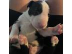 Boston Terrier Puppy for sale in Alhambra, CA, USA