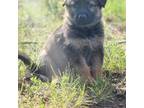 German Shepherd Dog Puppy for sale in Livermore, CO, USA