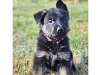 German Shepherd Dog Puppy for sale in Livermore, CO, USA