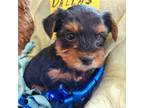 Yorkshire Terrier Puppy for sale in Aurora, CO, USA