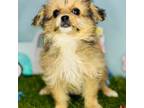 Mutt Puppy for sale in Morrow, OH, USA