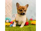 Pembroke Welsh Corgi Puppy for sale in Morrow, OH, USA