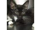 Bonnie Domestic Shorthair Kitten Female