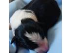 Border Collie Puppy for sale in Prairie Du Chien, WI, USA