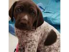 German Shorthaired Pointer Puppy for sale in Morrice, MI, USA