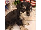 Schnauzer (Miniature) Puppy for sale in Eunice, LA, USA