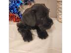 Schnauzer (Miniature) Puppy for sale in Eunice, LA, USA