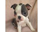 Boston Terrier Puppy for sale in Athens, OH, USA