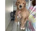 Goldendoodle Puppy for sale in Tampa, FL, USA