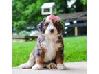 Mutt Puppy for sale in Beach City, OH, USA