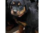 Rottweiler Puppy for sale in Sacramento, CA, USA