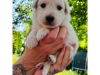 Great Pyrenees Puppy for sale in Anderson, IN, USA