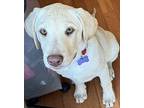 SPANKY Labrador Retriever Puppy Male