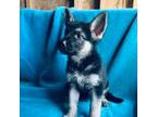 German Shepherd Dog Puppy for sale in Altair, TX, USA