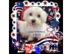 Maltese Puppy for sale in Silverhill, AL, USA