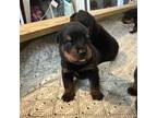 Rottweiler Puppy for sale in Candor, NY, USA