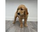 Golden Retriever Puppy for sale in Nampa, ID, USA