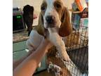 Basset Hound Puppy for sale in Barberton, OH, USA