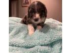 Mutt Puppy for sale in Asher, OK, USA