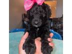 Mutt Puppy for sale in Asher, OK, USA