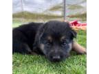 German Shepherd Dog Puppy for sale in Temple, GA, USA