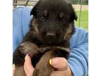 German Shepherd Dog Puppy for sale in Temple, GA, USA