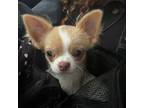 Chihuahua Puppy for sale in New York, NY, USA