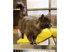 Lincon 41372 Domestic Longhair Adult Male