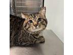 Benji Domestic Shorthair Adult Male