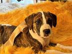 Rocky Racoon American Pit Bull Terrier Puppy Male
