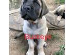 Great Dane Puppy for sale in Patriot, OH, USA