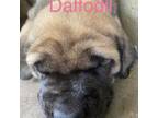 Great Dane Puppy for sale in Patriot, OH, USA