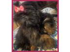 Shih Tzu Puppy for sale in Corpus Christi, TX, USA