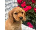 Golden Retriever Puppy for sale in Ephrata, PA, USA