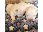 West Highland White Terrier Puppy for sale in Valdosta, GA, USA