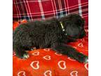 Newfoundland Puppy for sale in Aurora, IN, USA