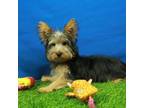 Yorkshire Terrier Puppy for sale in Hickory, NC, USA