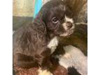 Cocker Spaniel Puppy for sale in Ringling, OK, USA