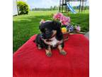 Chihuahua Puppy for sale in New Haven, IN, USA