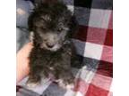 Poodle (Toy) Puppy for sale in South Paris, ME, USA
