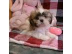 Shih Tzu Puppy for sale in South Paris, ME, USA