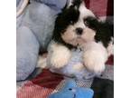 Shih Tzu Puppy for sale in South Paris, ME, USA