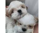 Shih Tzu Puppy for sale in Rochester, MI, USA