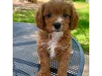 Cavapoo Puppy for sale in Marysville, KS, USA