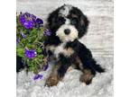 Mutt Puppy for sale in Middlebury, IN, USA