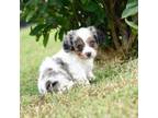 Cavapoo Puppy for sale in Lawton, OK, USA