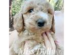 Mutt Puppy for sale in Pollock Pines, CA, USA