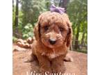 Mutt Puppy for sale in Pollock Pines, CA, USA
