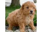 Maltipoo Puppy for sale in New Haven, IN, USA