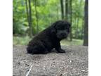 Chinese Shar-Pei Puppy for sale in Clarksville, TN, USA